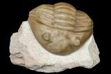 Enrolled Asaphus Expansus Trilobite - Russia #125676-1